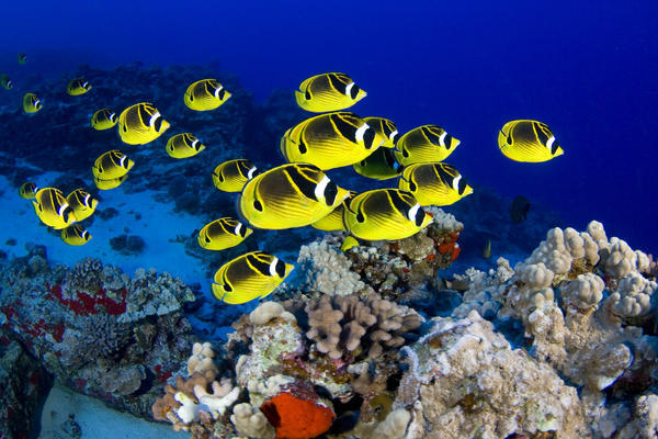 USA, School of Raccoon Butterflyfish (Chaetodon Lunula); Hawaii by PacificStock