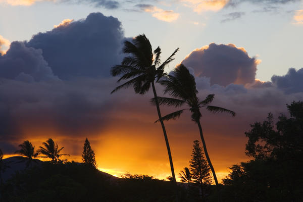 USA, Hawaii, Maui, puffy clouds at sunset; North Shore, Palm trees on hill by PacificStock