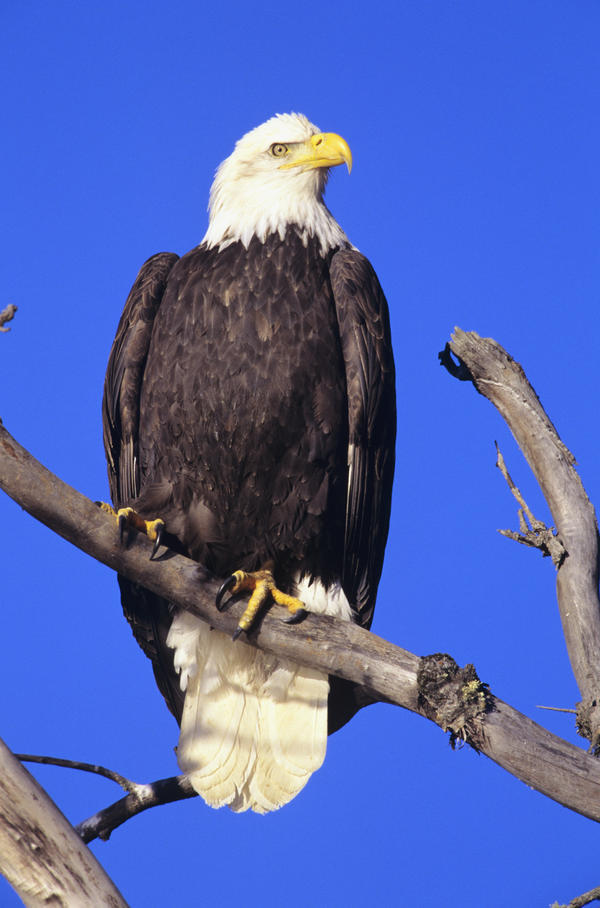 Alaska, Haines Bald Eagle Reserve, Bald Eagle (Haliaeetus Leucocephalus) Perched On A Branch. by PacificStock