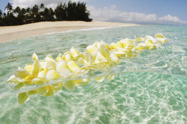USA, Hawaii, Oahu, Plumeria Lei floating in crystal clear ocean; North Shore by PacificStock