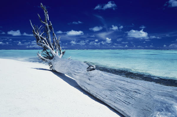French Polynesia, Tetiaroa (Marlon Brando's Island), Driftwood On White Sand Beach. by PacificStock