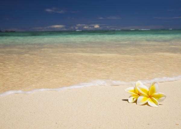 Hawaii, Oahu, Lanikai Beach, Two Plumerias Resting On The Sand Of A Gorgeous Tropical Beach. by PacificStock