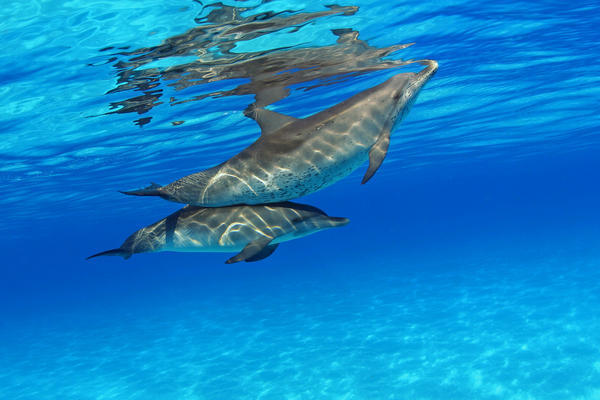 Caribbean, Bahamas, Bahama Bank, Two Atlantic Spotted Dolphin, Stenella Plagiodon by PacificStock