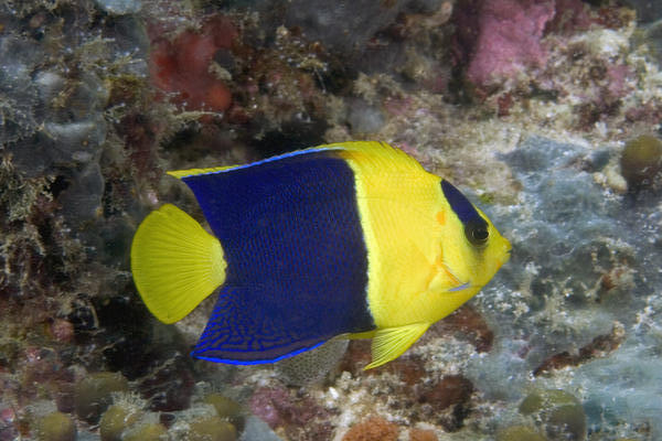 Malaysia, The Bicolor Angelfish (Centropyge Bicolor) by PacificStock