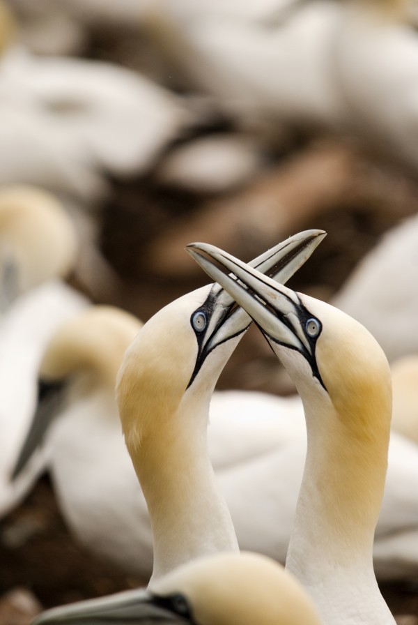 Northern Gannets (Morus Bassanus) Rubbing Beaks; Perce,Quebec, Canada by PacificStock