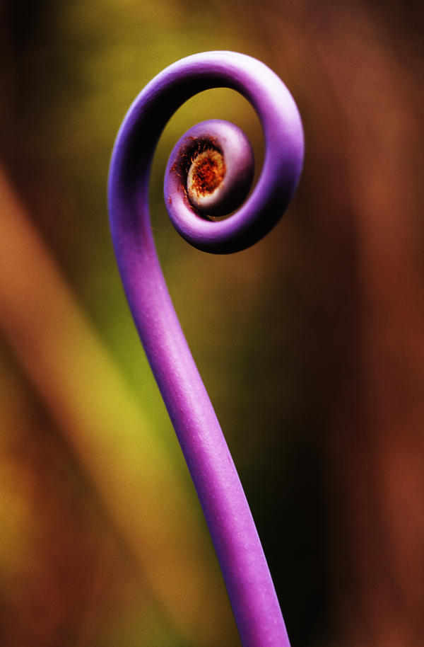 Hawaii, Big Island, Hawaii Volcanoes National Park, Detail Of Uluhe Or False Stag Horn Fern. by PacificStock