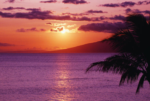 Hawaii, Maui, Beautiful Tropical Sunset With Palm Tree. by PacificStock