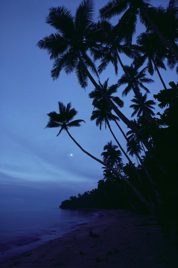 Fiji, Twilight Silhouetted Palm Trees Along Shoreline, Full Moon, Misty Blue Sky A65C by PacificStock