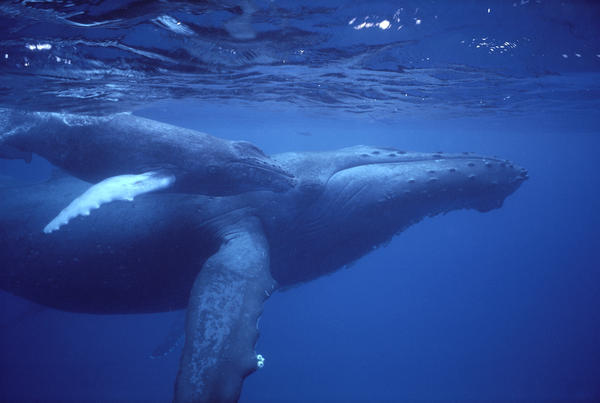Hawaii, Humpback Whales (Megaptera Novaeangliae) Mother And Calf Underwater Near Surface A94G by PacificStock