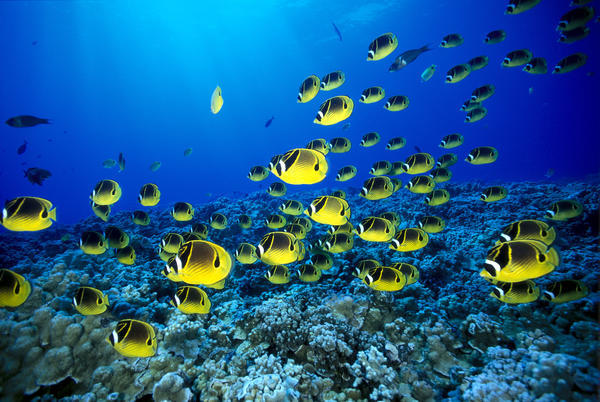 Hawaii, Schooling Raccoon Butterflyfish (Chaetodon Lunula) Blue Ocean A82C by PacificStock