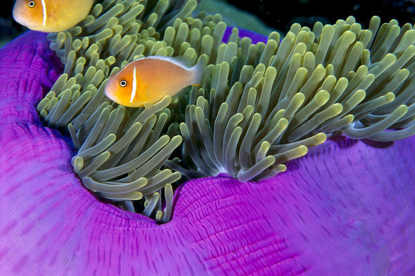Palau, Anemonefish In Pink Anemone (Amphiprion Perideraion) B1952 by PacificStock