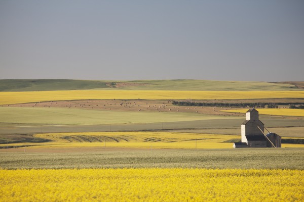 One Old Wooden Grain Elevator At Sunrise With Flowering Canola Fields In The Foreground And Background; Mosleigh, Alberta, Canada by PacificStock