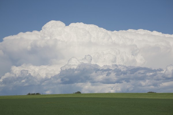 Dramatic Thunderstorm Clouds In Green Wheat Fields And Blue Sky; Alberta, Canada by PacificStock