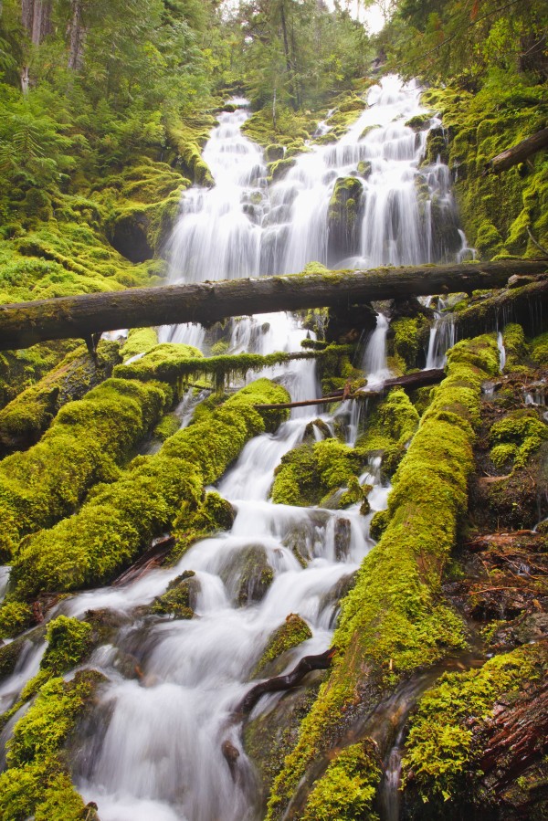 Proxy Falls In Willamette National Forest; Oregon, United States of America by PacificStock