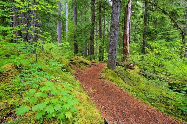 Trail To Proxy Falls In Willamette National Forest; Oregon, United States of America by PacificStock