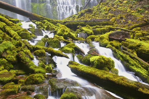 Proxy Falls In Willamette National Forest; Oregon, United States of America by PacificStock