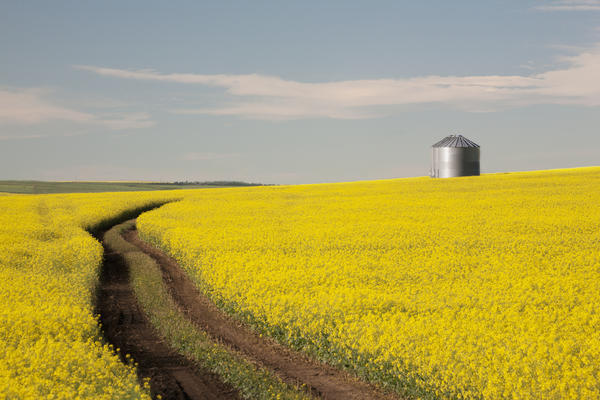 Flowering Canola With Grain Bins In The Background And Tractor Tracks In The Field; Alberta, Canada by PacificStock