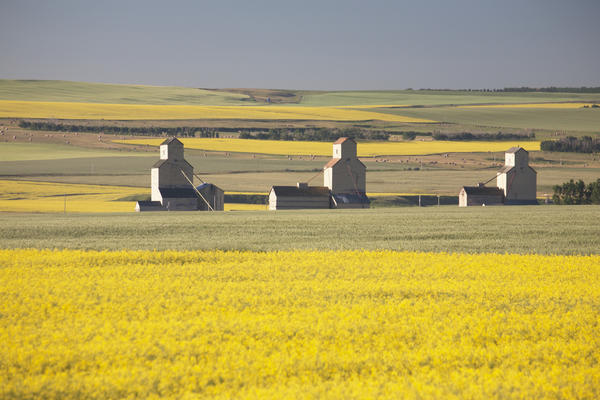 Three Old Wooden Grain Elevators At Sunrise With Flowering Canola Fields In The Foreground And Background; Mosleigh, Alberta, Canada by PacificStock