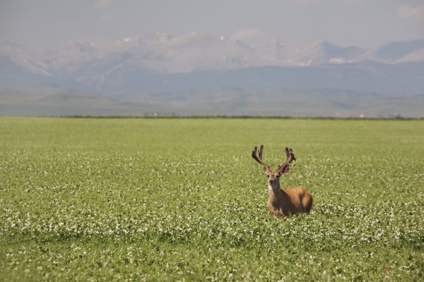 Male Deer With Antlers In A Flowering Pea Field With Mountains And Foothills In The Background; Alberta, Canada by PacificStock