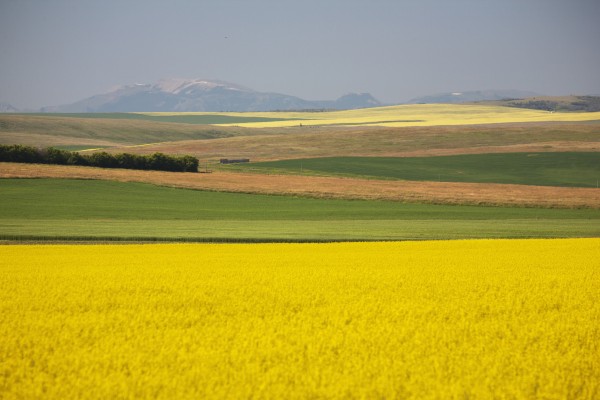 Flowering Canola Fields Mixed With Fields Of Green Wheat Rolling Hills And Mountains In The Distance; Alberta, Canada by PacificStock