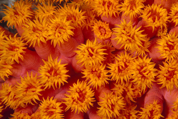 Indonesia Close-Up Top View Of Orange Tube Coral by PacificStock