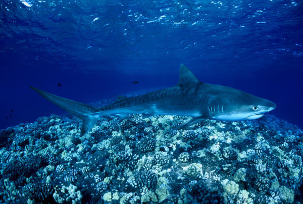 Hawaii, Close-Up Of Tiger Shark (Galeocerdo Cuvier) Shallow Reef by PacificStock