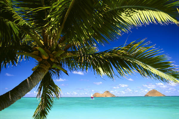 Hawaii, Oahu, Lanikai, Palm Tree Foreground, With Mokulua Islands Background, Sailboat In Turquoise Waters. by PacificStock