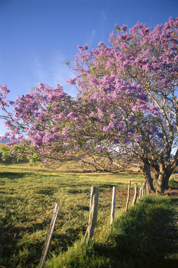 Hawaii, Maui, Upcountry With Jacaranda Tree, Blue Skies, And Fence by PacificStock
