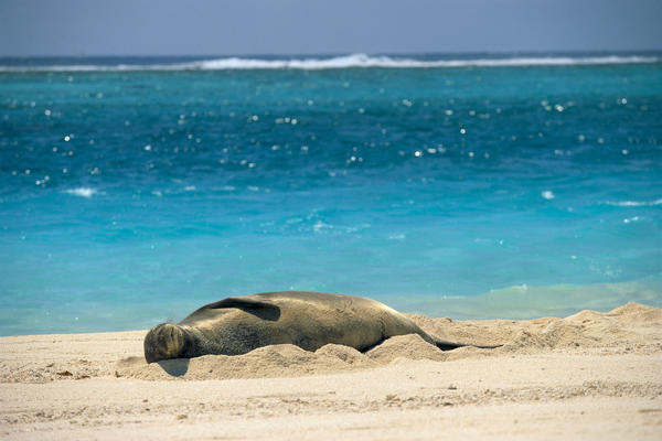 Midway Atoll, Hawaiian Monk Seal Laying In Sand With Eyes Closed, Turquoise Ocean Background by PacificStock