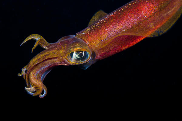 Hawaii. Maui, Kapalua, Close Up Of A Male Oval Squid During A Night Dive. by PacificStock