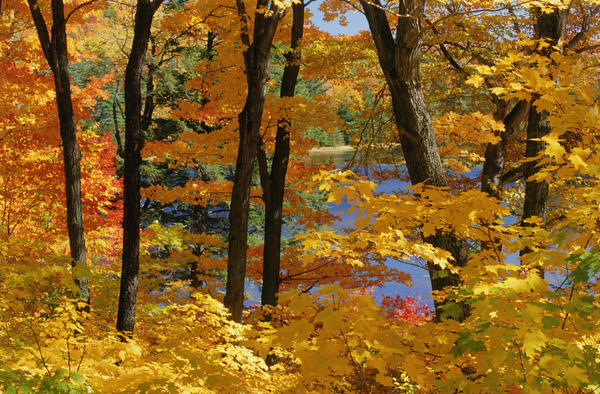 Sugar Maples, Gatineau Park, Quebec by PacificStock