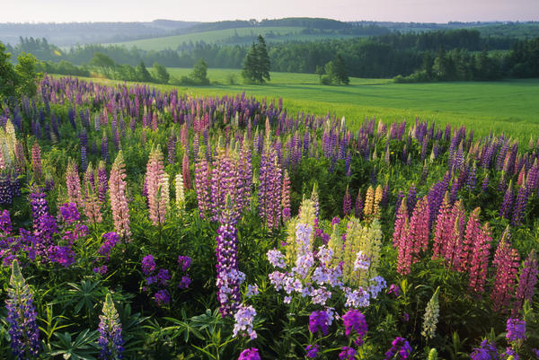 Lupins, Clinton, Prince Edward Island by PacificStock