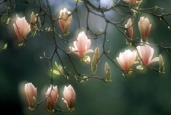 Magnolias, Stanley Park, British Columbia, Canada by PacificStock