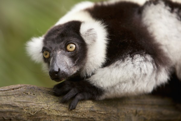 A Black-And-White Ruffed Lemur (Varecia Variegata) At The Singapore Zoo; Singapore by PacificStock