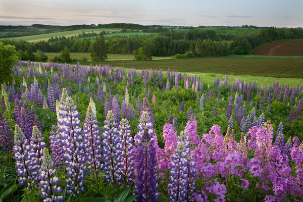 Landscape Of Lupins And Phlox, Clinton, Prince Edward Island by PacificStock