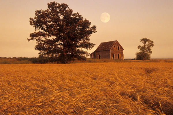 Mature Winter Wheat With Old House And Oak Tree In The Background, Beausejour, Manitoba by PacificStock