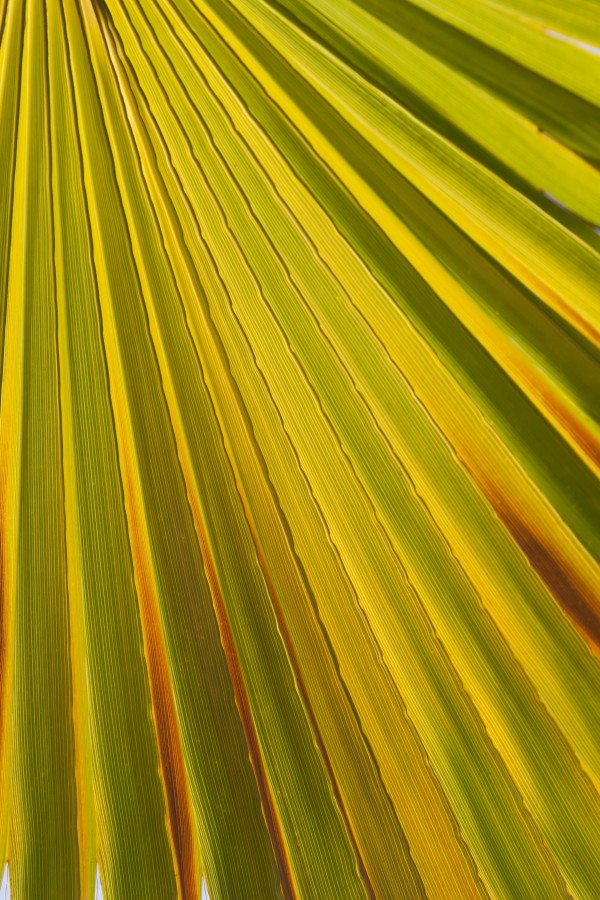 Close Up Of Palm Leaf Backlit And Glowing; Palm Springs, California, United States of America by PacificStock