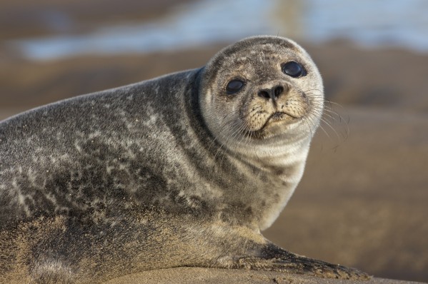 Sea Lion (Otariidae); Holy Island, Northumberland, England by PacificStock