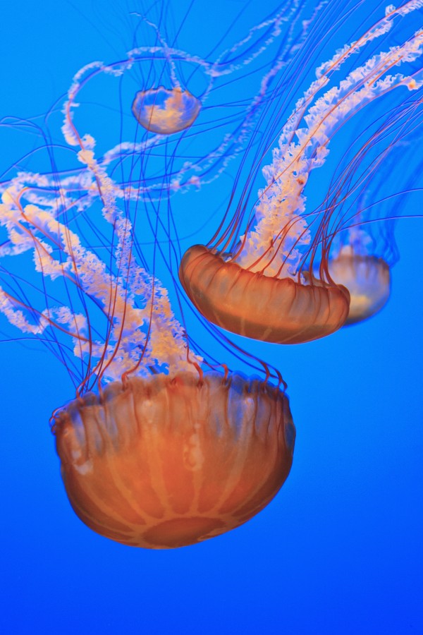 Sea Nettles (Chrysaora Fuscescens) In Monterey Bay Aquarium Display; Monterey, California, United States of America by PacificStock