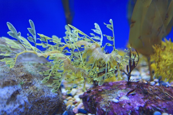 Leafy seadragon (phycodurus eques) at the monterey bay aquarium;Monterey california united states of america by PacificStock