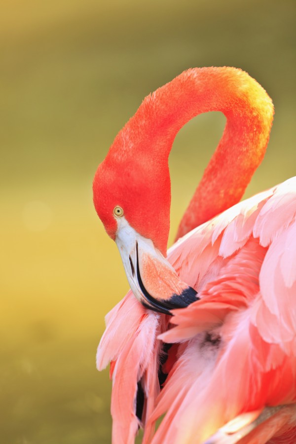 Caribbean Flamingo (Phoenicopterus Rube) At The San Diego Zoo; San Diego California United States Of Americ by PacificStock