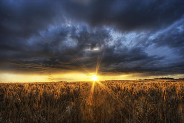 Autumn Sunset Over A Barley Field On A Farm North Of Edmonton, Alberta. by PacificStock