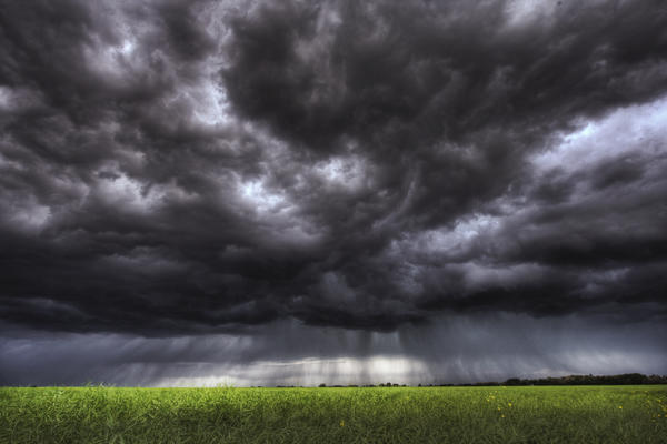 Summer Storm Clouds Over An Unripened Canola Field North Of Edmonton, Alberta. by PacificStock