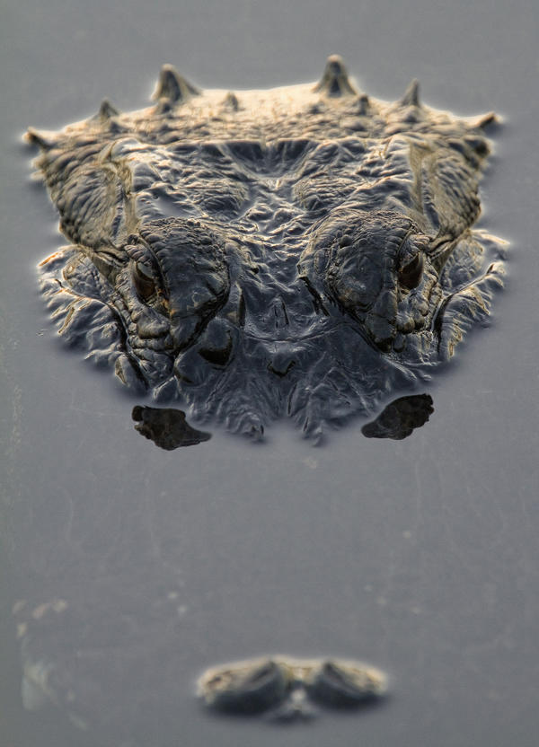 American Alligator, Everglades National Park, Florida. by PacificStock