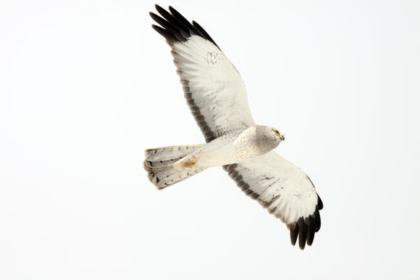 Northern Harrier Hawk, Yukon by PacificStock