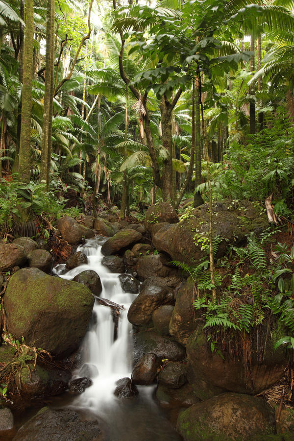 Stream Running Through The Rainforest Near Hilo, Big Island, Hawaii by PacificStock