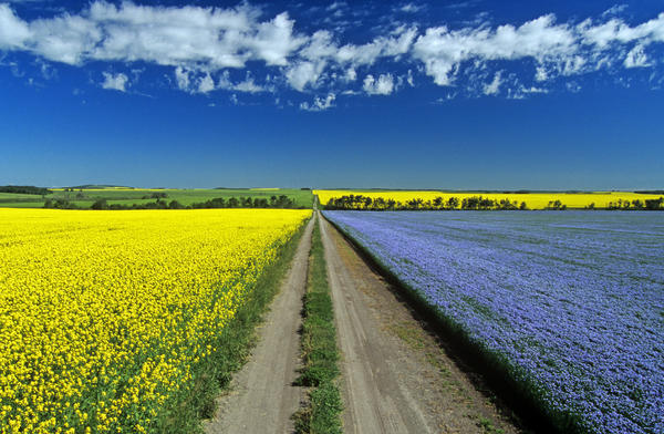 Road Through Flowering Flax And Canola Fields, Tiger Hills Near Somerset, Manitoba by PacificStock