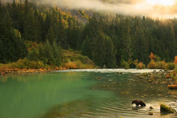 Grizzly Bear Fishing In Chilkoot River, Haines, Alaska. by PacificStock