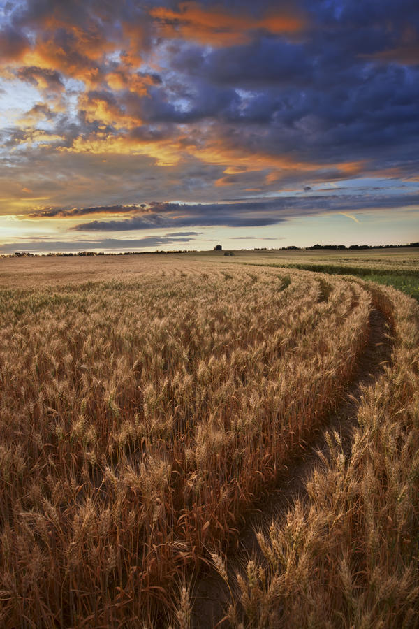 Sunrise Over A Barley Field On A Farm In Central Alberta by PacificStock