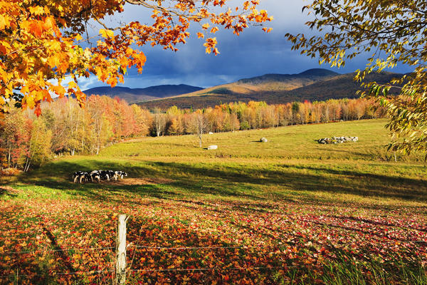 Fall Colours, Cows In Field And Mont Sutton, Sutton, Eastern Townships, Quebec by PacificStock